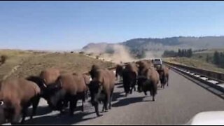 Herd of bison invade road in Montana