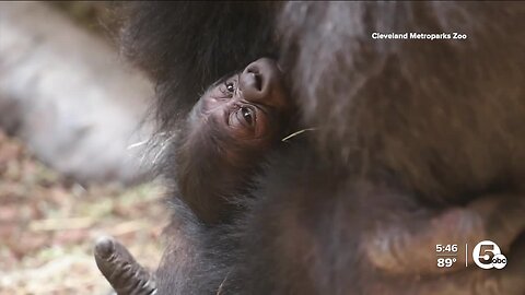 Why Cleveland Zoo's gorillas are starring in a new live show on Netflix