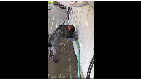 Wirehaired Pointer turns water bowl into play toy