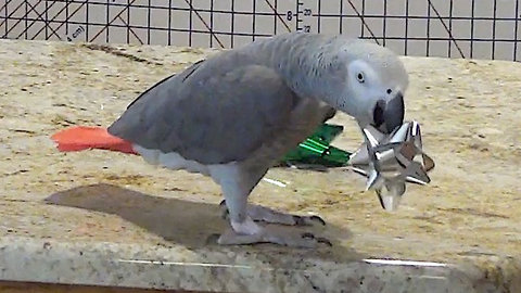 Jolly parrot plays tossing game with holiday bows