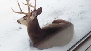 Un cerf se repose dans la neige au Canada