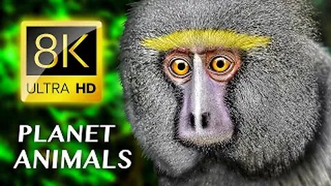 Planet Animals 8K ULTRA HD