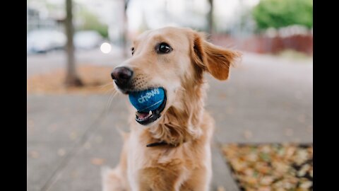 How To Carefully Train Your Dog OFF LEAD