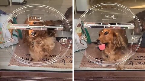 Sausage Dog Hilariously Attempts To Figure Out New Doggy Door