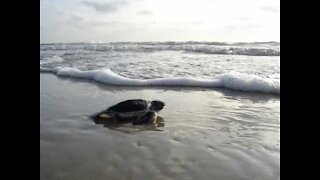 Un adorable bébé tortue court sur la plage