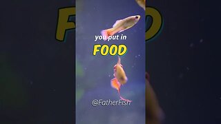 Food for Fish is *POISON* - Feed Fish the right way!