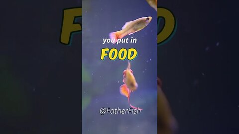 Food for Fish is *POISON* - Feed Fish the right way!