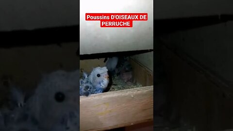 poussins d'oiseaux de perruche