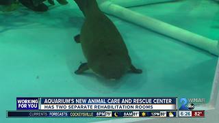 Animal Care and Rescue Center opens at the National Aquarium
