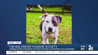 Kaden the dog is up for adoption at the Baltimore Humane Society