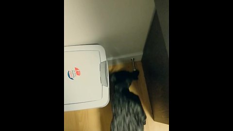 Brave Dog Defends Household From Evil Doorstop