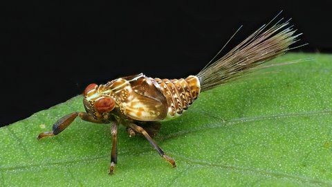 Planthopper nymph with Jet propulsion