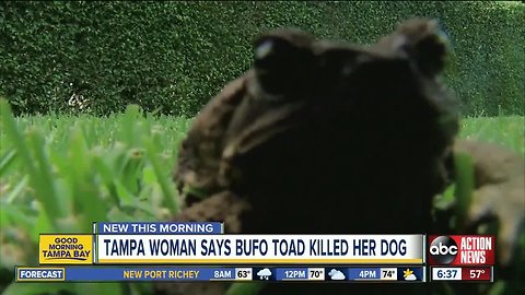 Tampa woman says her dog died after ingesting Bufo toad's toxin