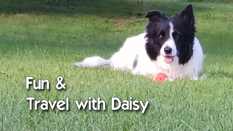 Travel Fun & Adventure with my Border Collie Daisy Dog