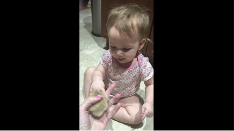 Baby looses her mind over pet hamster