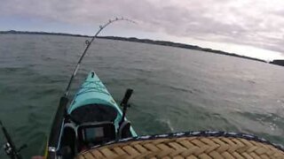 Pescador em caiaque arrastado por tubarão