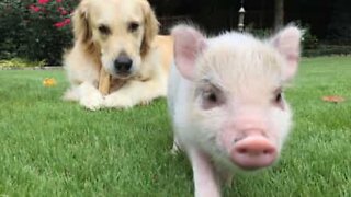 Oväntad vänskap mellan griskulting och hund!