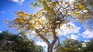 Digital Zen: Tabebuia Trees blooming in Jupiter's Abacoa neighborhood