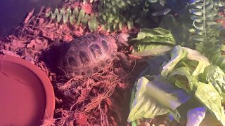 Cute baby tortoise 🐢 eating!