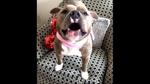 Pit Bull Has Her Own Funny Language