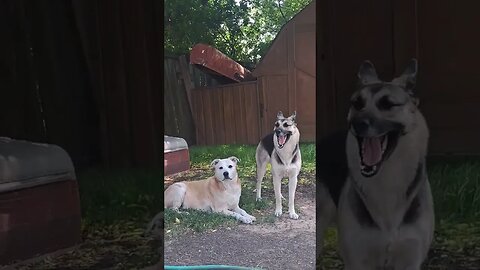 Dogs Enjoy A Summer Breeze