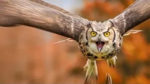HOW TO SURVIVE AN OWL ATTACK | Tech and Science |