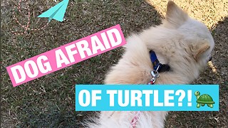A Japanese Spitz Dog Who is Afraid of Turtle