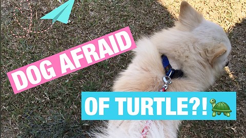 A Japanese Spitz Dog Who is Afraid of Turtle