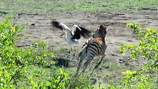 Playful Baby Zebra Loves Chasing The Storks
