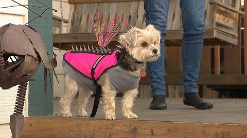 Highlands Ranch woman uses unusual vest on her pups to protect them from coyotes, aggressive pets