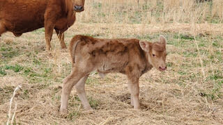 New Life on Uncle Tim's Farm