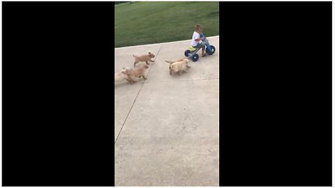 Kid on tricycle gets chased by litter of puppies