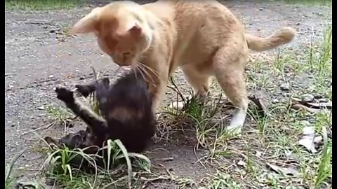 Kitten trying to fight adult cat