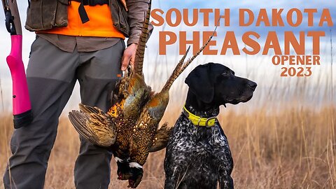 South Dakota Pheasant Hunt 2023