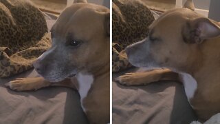 Pit Bull Won't Eat Chips Unless They Have Cheese On Them