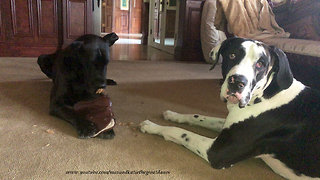 Great Dane Gets Caught In The Act Chewing a Boot