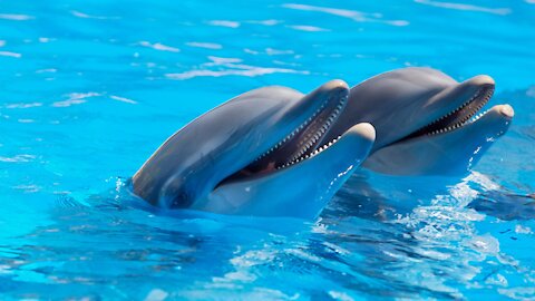 Cute dolphins swim