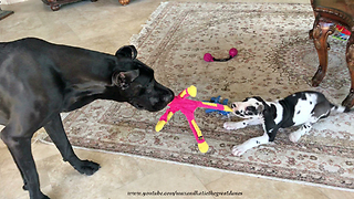 Great Dane Shows Puppy Size Matters When Playing With Toys
