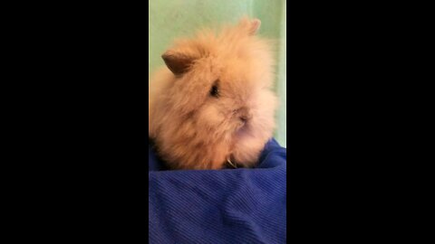 Baby lionhead