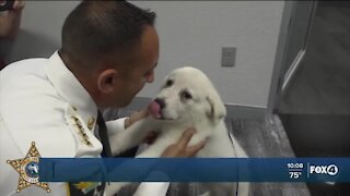 Two arrested for taping puppy's mouth tapped shut