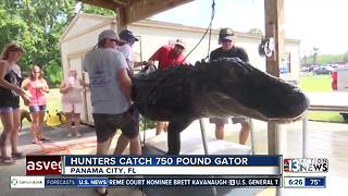 750-pound gator caught in Florida
