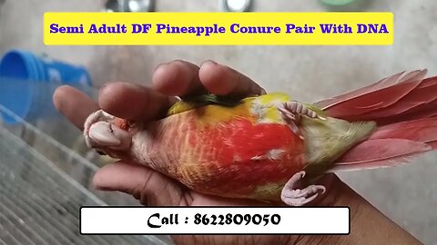 Semi Adult DF Pineapple Conure Pair With DNA | #pineappleconure | @BikisAviary