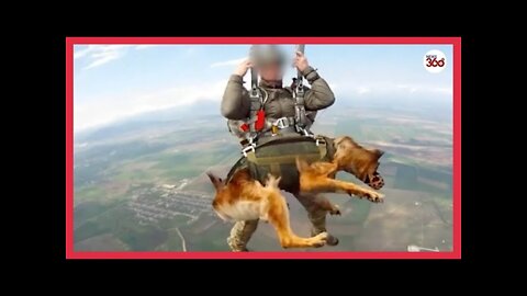 Russias paratroopers jump from planes with DOGS | Deploy parachuting military dogs in 2022