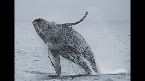 WHALE SHARKS - HOW HEAVY ARE THEY?