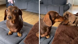 Dog Argues With Puppy For Taking Her Spot On The Couch