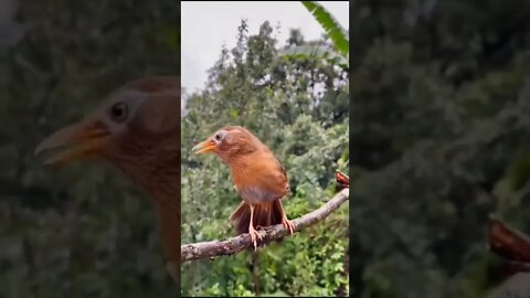 beau petit oiseau