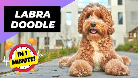 Labradoodle - In 1 Minute! 🐶 The Friendliest Crossbreed Dog | 1 Minute Animals