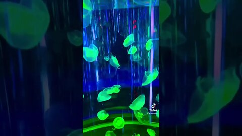 I Almost Lost My Grandpa Amongst The Jellyfish!