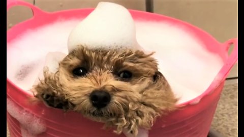 Poodle preciously relaxes during bath time