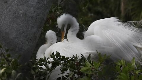 Two Great Egrets Mating